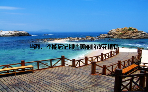 当然, 不能忘记那些美丽的观花植物