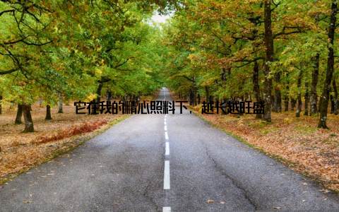 它在我的精心照料下, 越长越旺盛