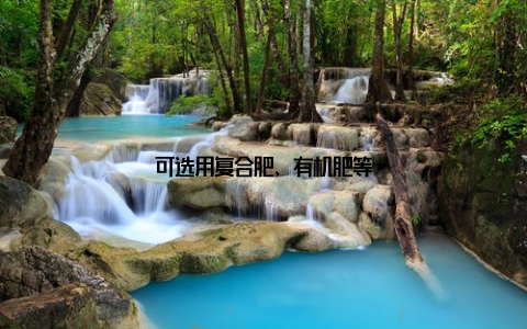 可选用复合肥、有机肥等