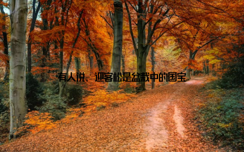 有人说, 迎客松是盆栽中的国宝