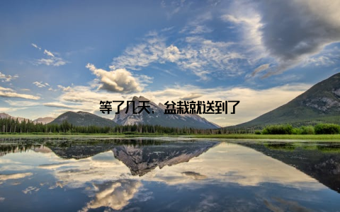 等了几天, 盆栽就送到了