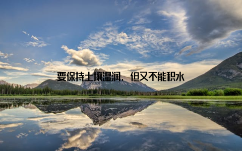 要保持土壤湿润, 但又不能积水