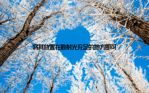 将其放置在散射光充足的地方即可