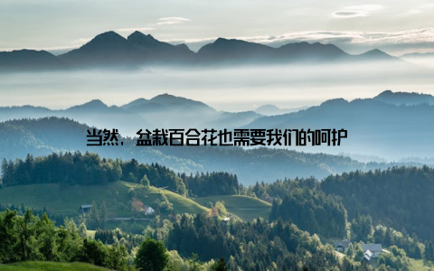 当然, 盆栽百合花也需要我们的呵护