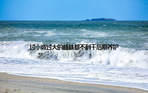 过小或过大的植株都不利于后期养护