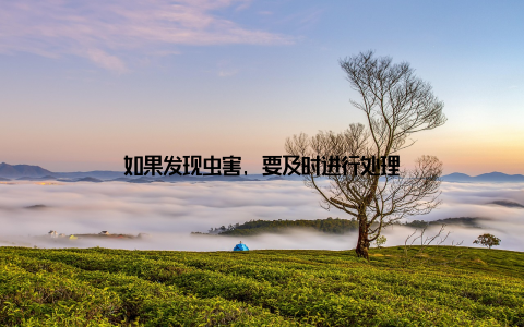 如果发现虫害, 要及时进行处理