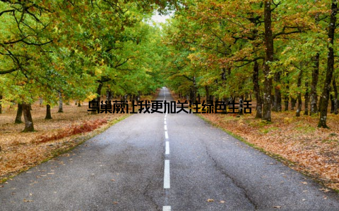 鸟巢蕨让我更加关注绿色生活