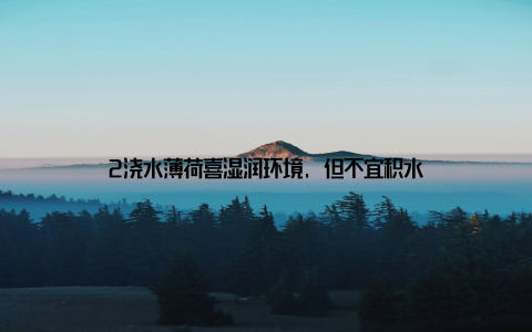 2浇水薄荷喜湿润环境, 但不宜积水