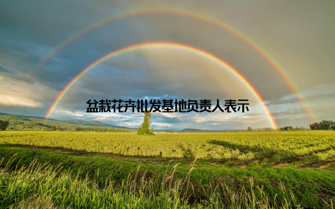 盆栽花卉批发基地负责人表示