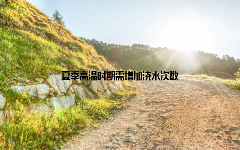 夏季高温时期需增加浇水次数