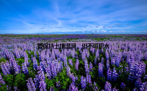 要保持土壤湿润, 但不可积水