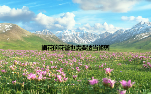 梅花的花蕾也需要适当修剪