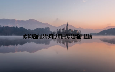 修剪后的枝条可以用来繁殖新的植株