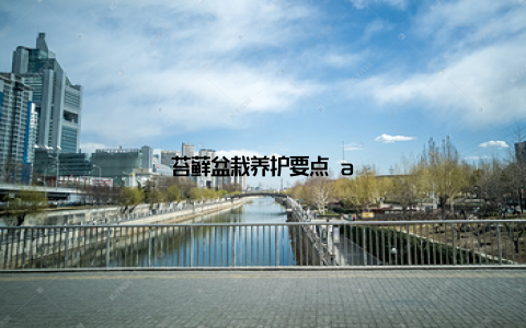 苔藓盆栽养护要点 a