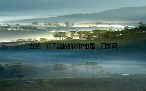 当然, 竹子盆栽的养护也是一门学问