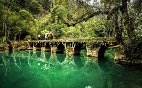 可以用湿布轻轻擦拭叶片, 去除灰尘