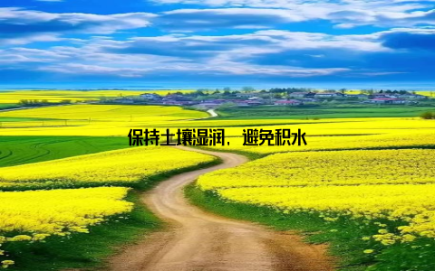 保持土壤湿润, 避免积水