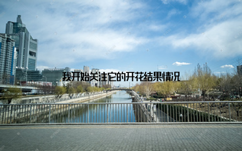 我开始关注它的开花结果情况