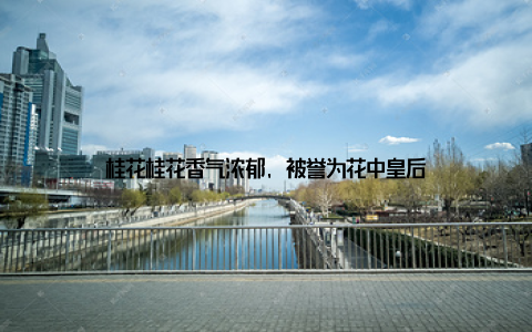 桂花桂花香气浓郁, 被誉为花中皇后