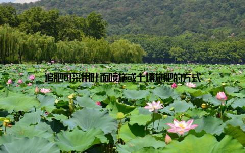 追肥可采用叶面喷施或土壤施肥的方式