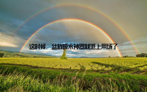 这时候, 盆栽吸水神器就派上用场了