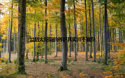 盆栽太阳菊的养护其实并不复杂