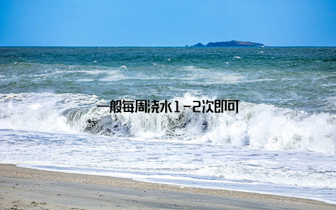 一般每周浇水1-2次即可