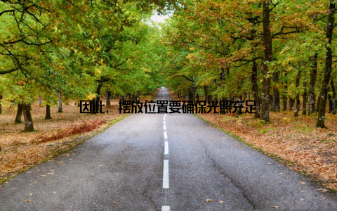 因此, 摆放位置要确保光照充足