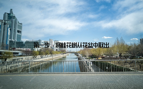 第一步, 将桂花树从花盆中取出