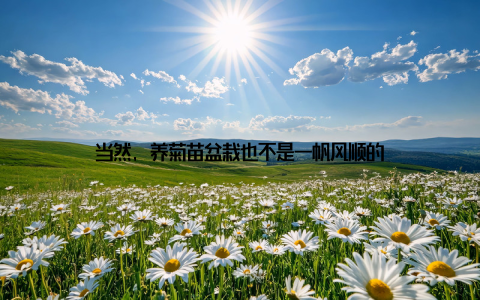 当然, 养菊苗盆栽也不是一帆风顺的