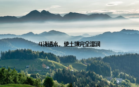 4浇透水, 使土壤完全湿润