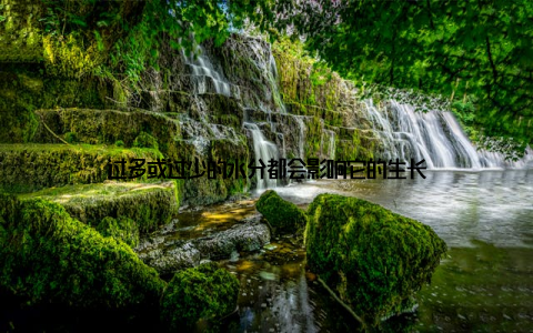 过多或过少的水分都会影响它的生长