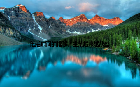 随着时间的推移, 生菜越来越茂盛