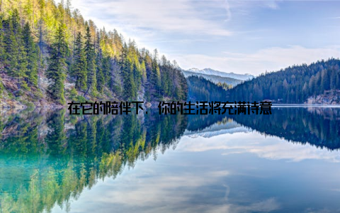 在它的陪伴下, 你的生活将充满诗意