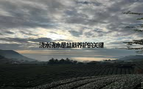 浇水浇水是盆栽养护的关键