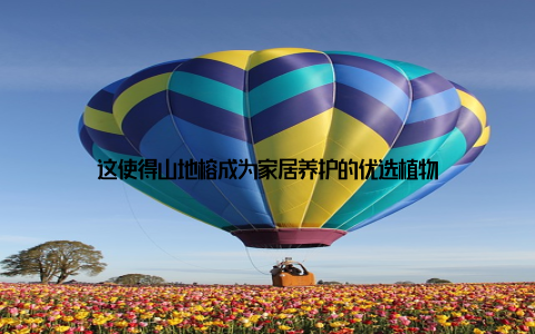 这使得山地榕成为家居养护的优选植物