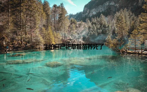 生怕自己把草莓苗养死了