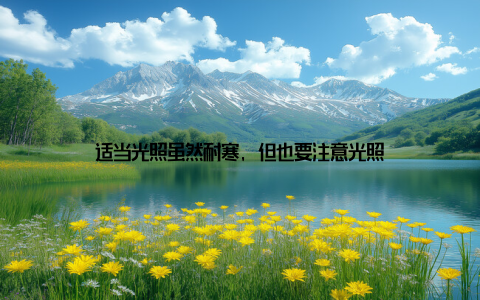 适当光照虽然耐寒, 但也要注意光照