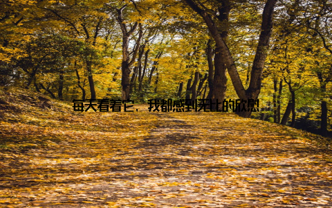 每天看着它, 我都感到无比的欣慰