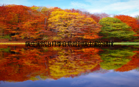 病虫害防治月季容易受到病虫害的侵扰