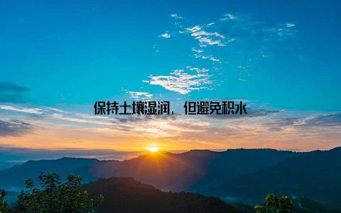 保持土壤湿润, 但避免积水