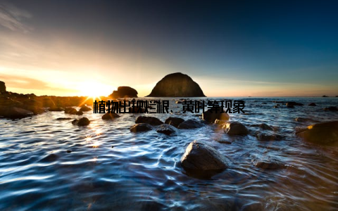 植物出现烂根、黄叶等现象