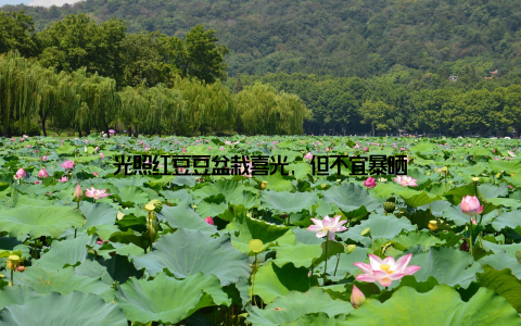 光照红豆豆盆栽喜光, 但不宜暴晒