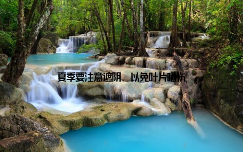 夏季要注意遮阴, 以免叶片晒伤