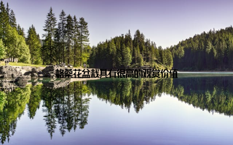 格桑花盆栽具有很高的观赏价值