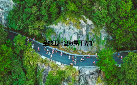 金枝玉叶盆栽易于养护