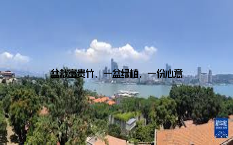 盆栽富贵竹, 一盆绿植, 一份心意