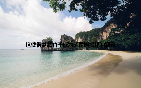 这使得盆栽竹子成为了家居绿植的新宠