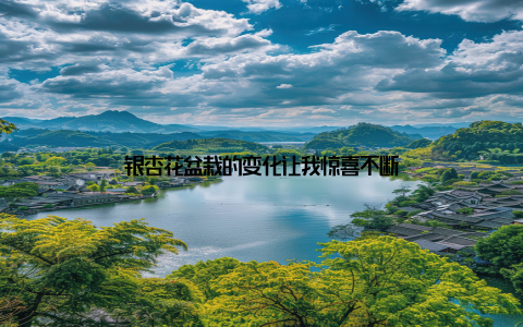 银杏花盆栽的变化让我惊喜不断