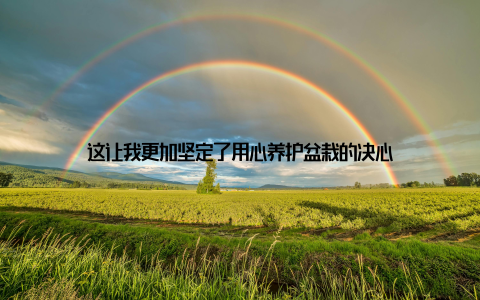 这让我更加坚定了用心养护盆栽的决心